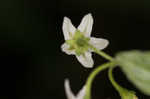 West Indian nightshade